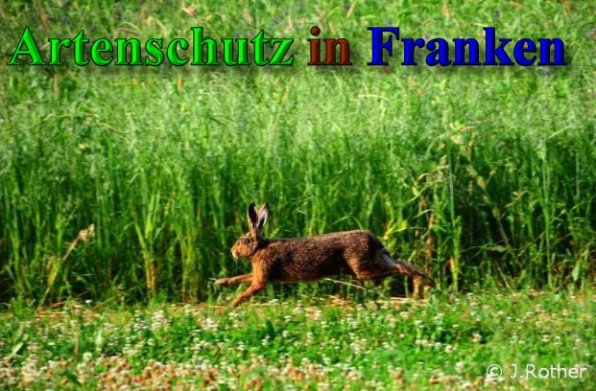 Copyright AiS-Johannes Rother Bild zum Eintrag (40212-160)