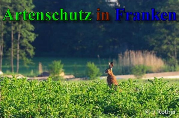 Copyright AiS-Johannes Rother Bild zum Eintrag (40213-160)