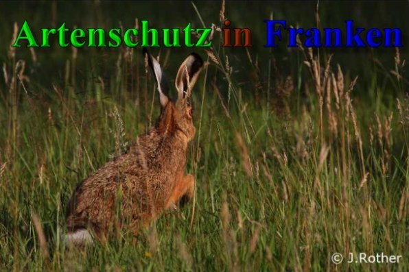 Copyright AiS-Johannes Rother Bild zum Eintrag (40214-160)