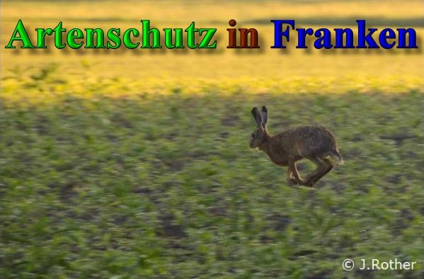 Copyright AiS-Johannes Rother Bild zum Eintrag (40219-160)
