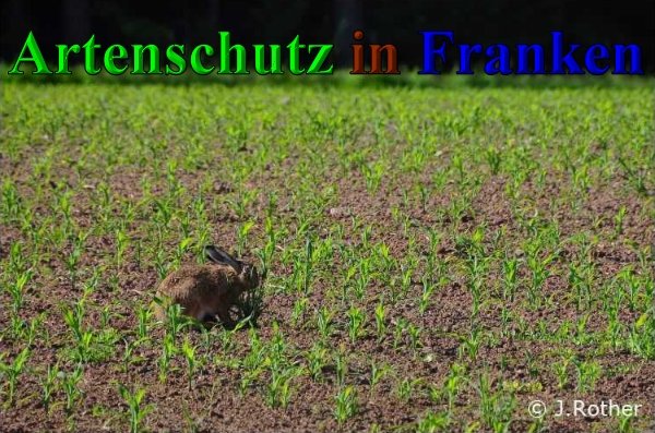 Copyright AiS-Johannes Rother Bild zum Eintrag (40220-160)