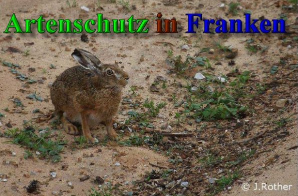 Copyright AiS-Johannes Rother Bild zum Eintrag (40221-160)