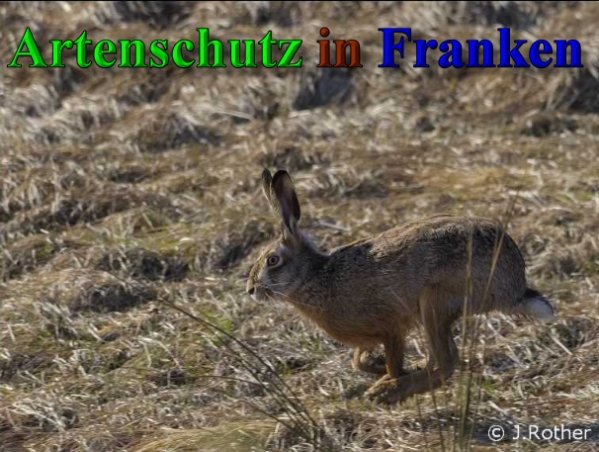 Copyright AiS-Johannes Rother Bild zum Eintrag (40223-160)