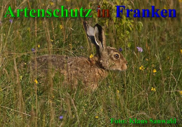 Bild zum Eintrag (40225-160)