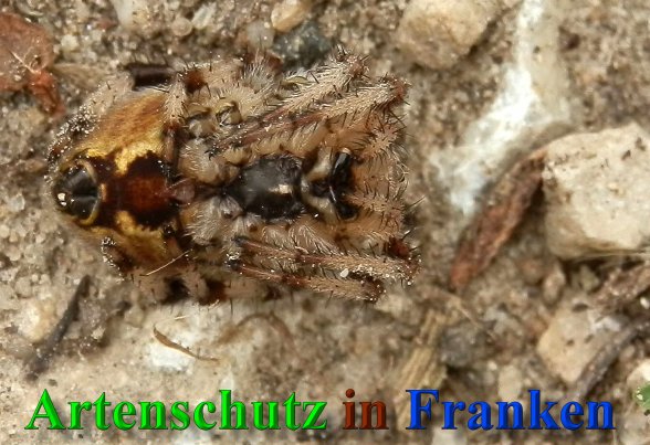 Copyright AiS- Albert Meier Bild zum Eintrag (40238-160)