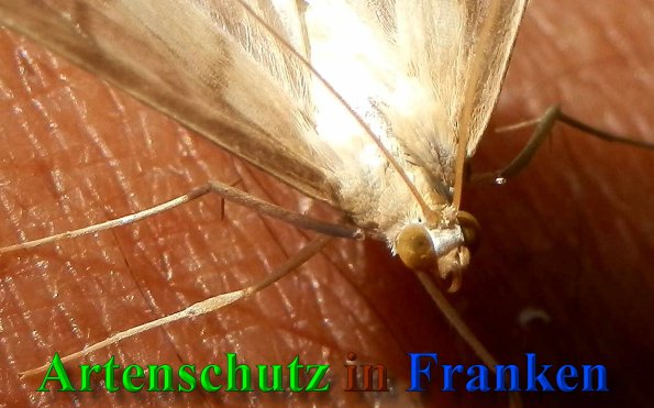 Bild zum Eintrag (40255-160)