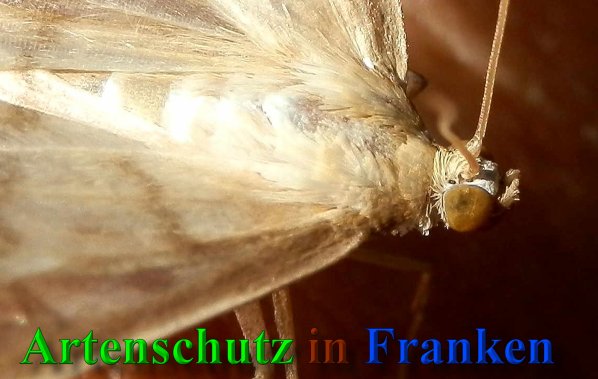 Bild zum Eintrag (40256-160)