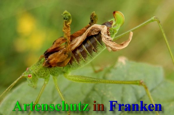Copyright AiS- Albert Meier Bild zum Eintrag (40274-160)