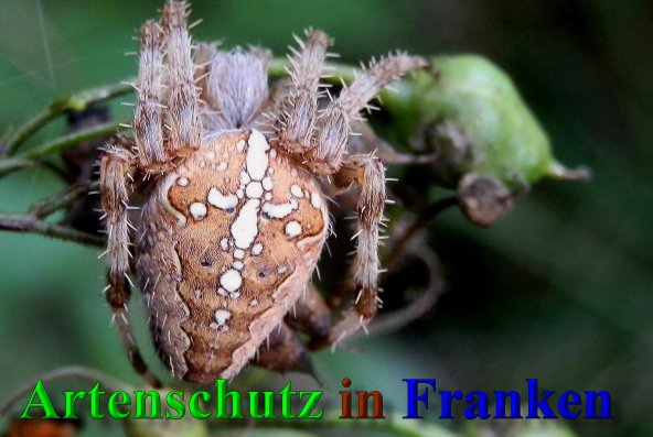 Copyright AiS- Albert Meier Bild zum Eintrag (40280-160)