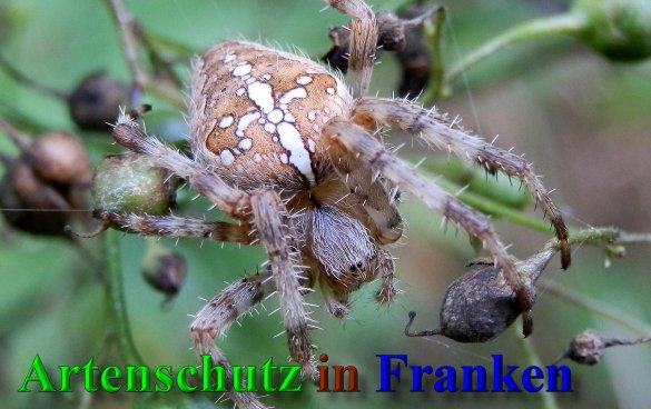 Copyright AiS- Albert Meier Bild zum Eintrag (40281-160)