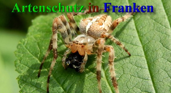 Copyright AiS- Albert Meier Bild zum Eintrag (40283-160)