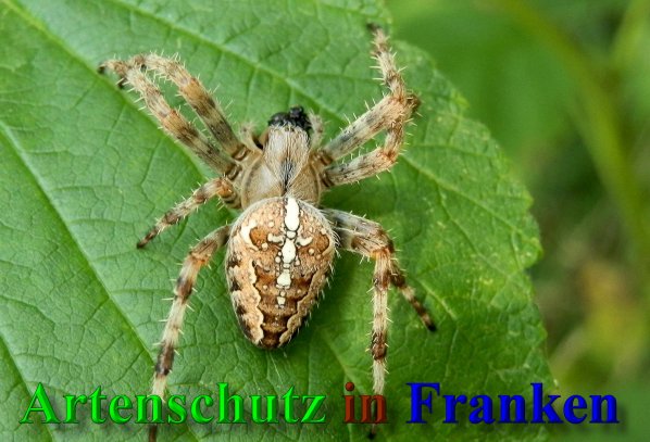 Copyright AiS- Albert Meier Bild zum Eintrag (40284-160)