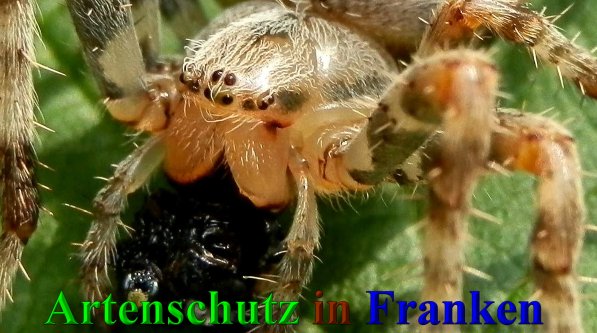 Copyright AiS- Albert Meier Bild zum Eintrag (40285-160)