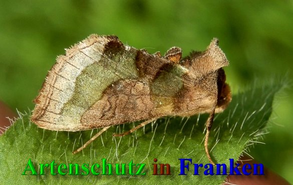 Copyright AiS- Albert Meier Bild zum Eintrag (40290-160)