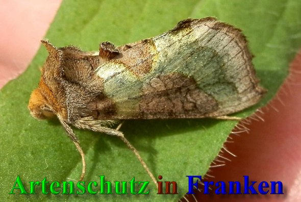 Bild zum Eintrag (40293-160)