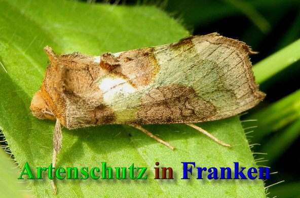 Bild zum Eintrag (40294-160)