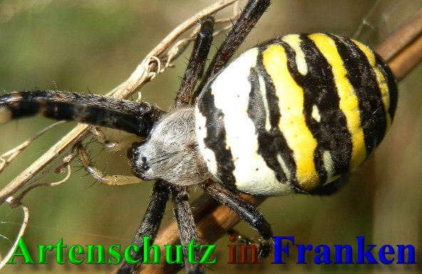 Copyright AiS- Albert Meier Bild zum Eintrag (40339-160)