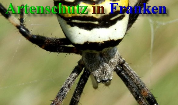 Copyright AiS- Albert Meier Bild zum Eintrag (40341-160)
