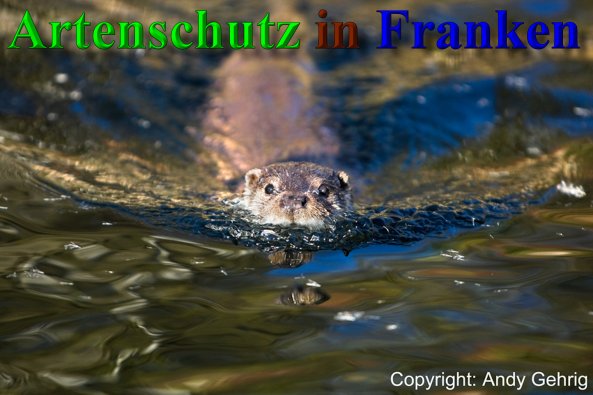Copyright AiS - Andy Gehrig Bild zum Eintrag (40350-160)