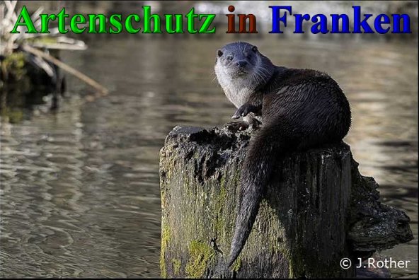 Copyright AiS-Johannes Rother Bild zum Eintrag (40351-160)