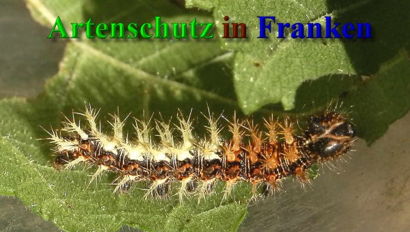 Copyright AiS- Albert Meier Bild zum Eintrag (40368-160)