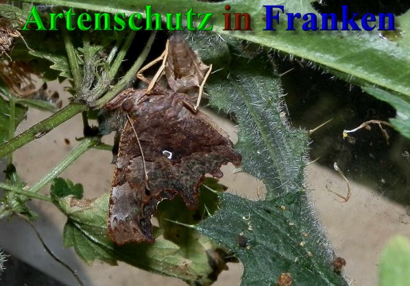 Copyright AiS- Albert Meier Bild zum Eintrag (40372-160)