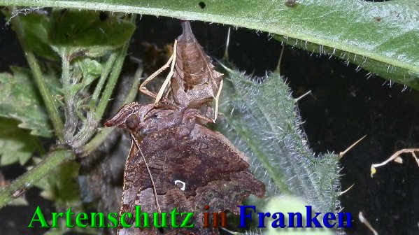 Copyright AiS- Albert Meier Bild zum Eintrag (40373-160)