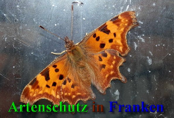 Copyright AiS- Albert Meier Bild zum Eintrag (40376-160)