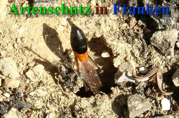 Copyright AiS- Albert Meier Bild zum Eintrag (40450-160)