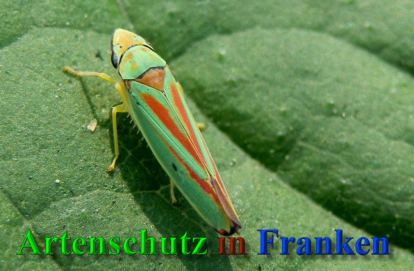 Copyright AiS- Albert Meier Bild zum Eintrag (40453-160)
