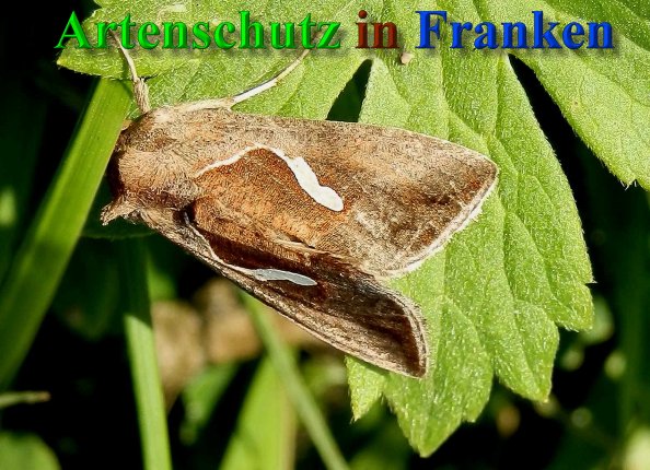 Copyright AiS- Albert Meier Bild zum Eintrag (40459-160)