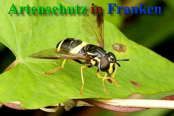 Copyright AiS- Albert Meier Bild zum Eintrag (40463-160)