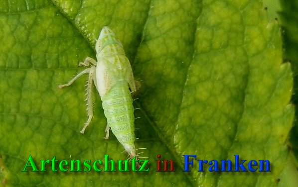 Copyright AiS- Albert Meier Bild zum Eintrag (40475-160)