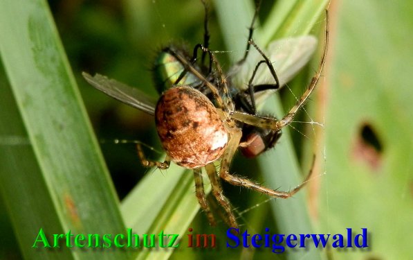 Copyright AiS- Albert Meier Bild zum Eintrag (40502-160)