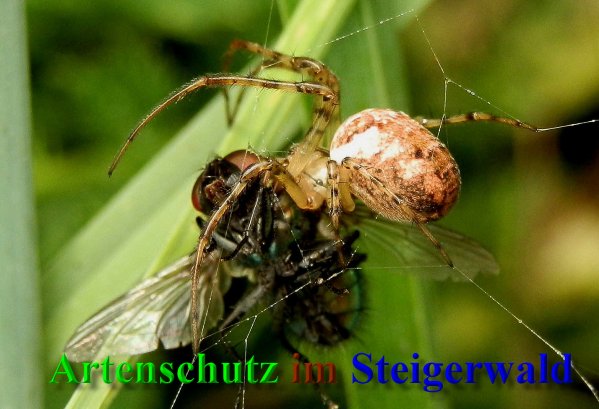 Copyright AiS- Albert Meier Bild zum Eintrag (40503-160)