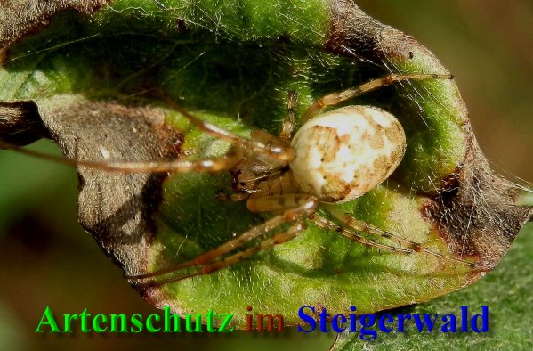 Copyright AiS- Albert Meier Bild zum Eintrag (40504-160)