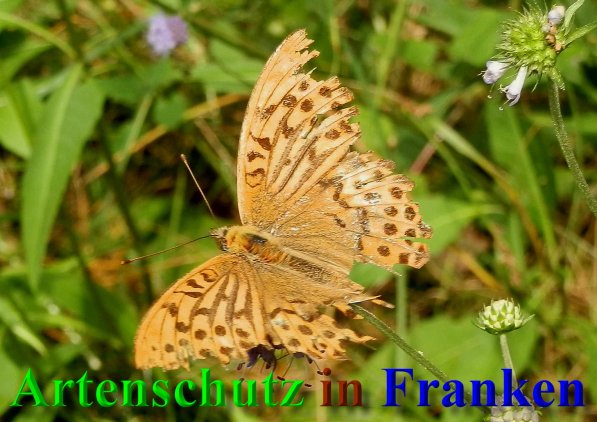 Copyright AiS- Albert Meier Bild zum Eintrag (40529-160)