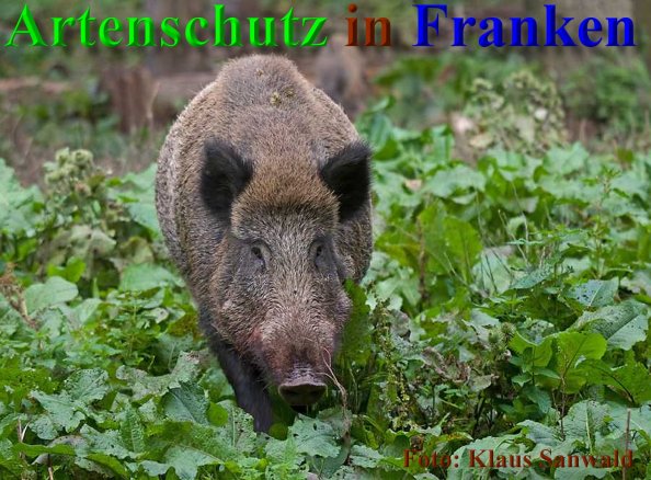 Bild zum Eintrag (40533-160)