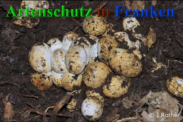 Copyright AiS-Johannes Rother Bild zum Eintrag (40553-160)