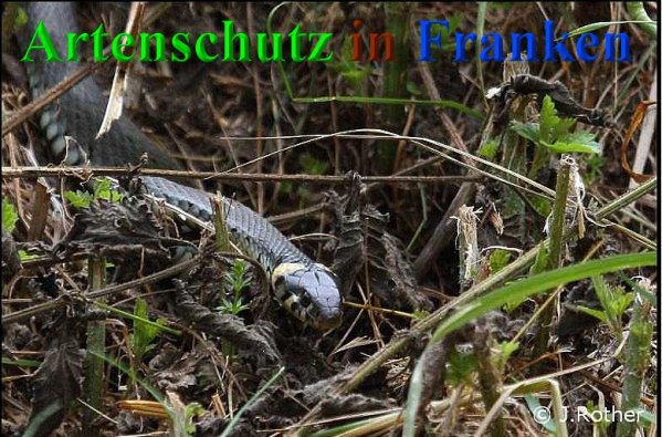 Copyright AiS-Johannes Rother Bild zum Eintrag (40554-160)