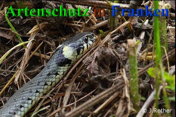 Copyright AiS-Johannes Rother Bild zum Eintrag (40555-160)