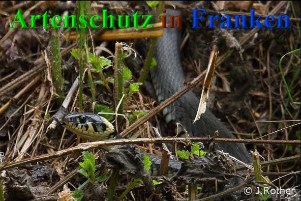 Copyright AiS-Johannes Rother Bild zum Eintrag (40557-160)