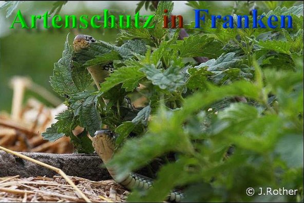Copyright AiS-Johannes Rother Bild zum Eintrag (40559-160)