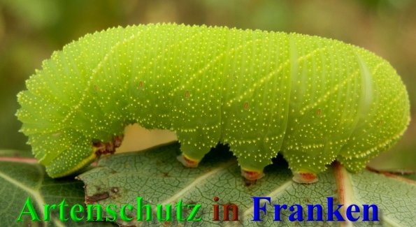 Copyright AiS- Albert Meier Bild zum Eintrag (40581-160)