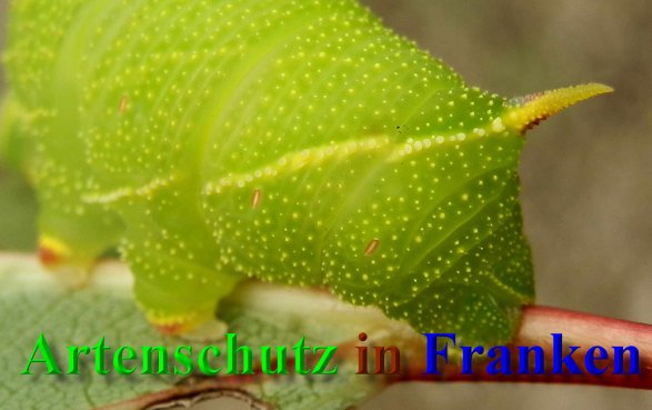 Copyright AiS- Albert Meier Bild zum Eintrag (40584-160)
