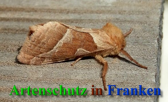 Copyright AiS- Albert Meier Bild zum Eintrag (40615-160)
