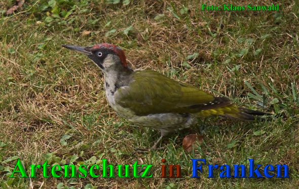 Copyright AiS-Klaus Sanwald Bild zum Eintrag (40629-160)