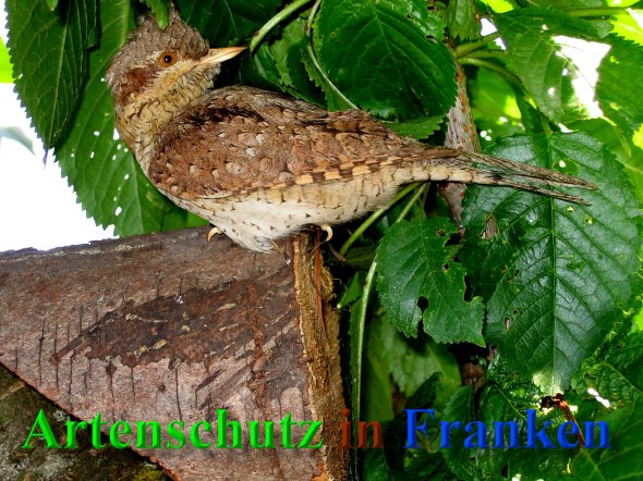 Copyright AiS Michael Berger Bild zum Eintrag (40657-160)