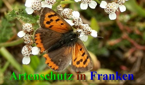 Copyright AiS- Albert Meier Bild zum Eintrag (40684-160)
