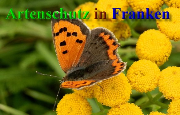 Copyright AiS- Albert Meier Bild zum Eintrag (40685-160)